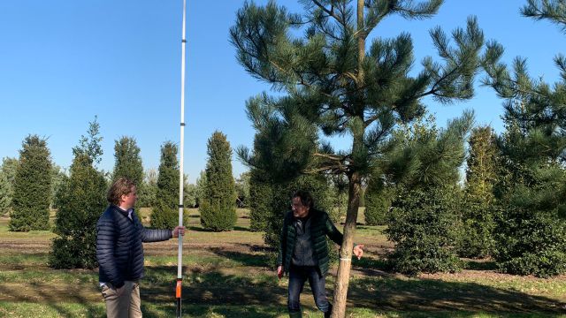 De bomen voor het verticale bos Wonderwoods zijn uitgekozen!