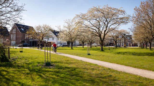 Genieten van de bloesem in buurtschap Het Burgje, Odijk