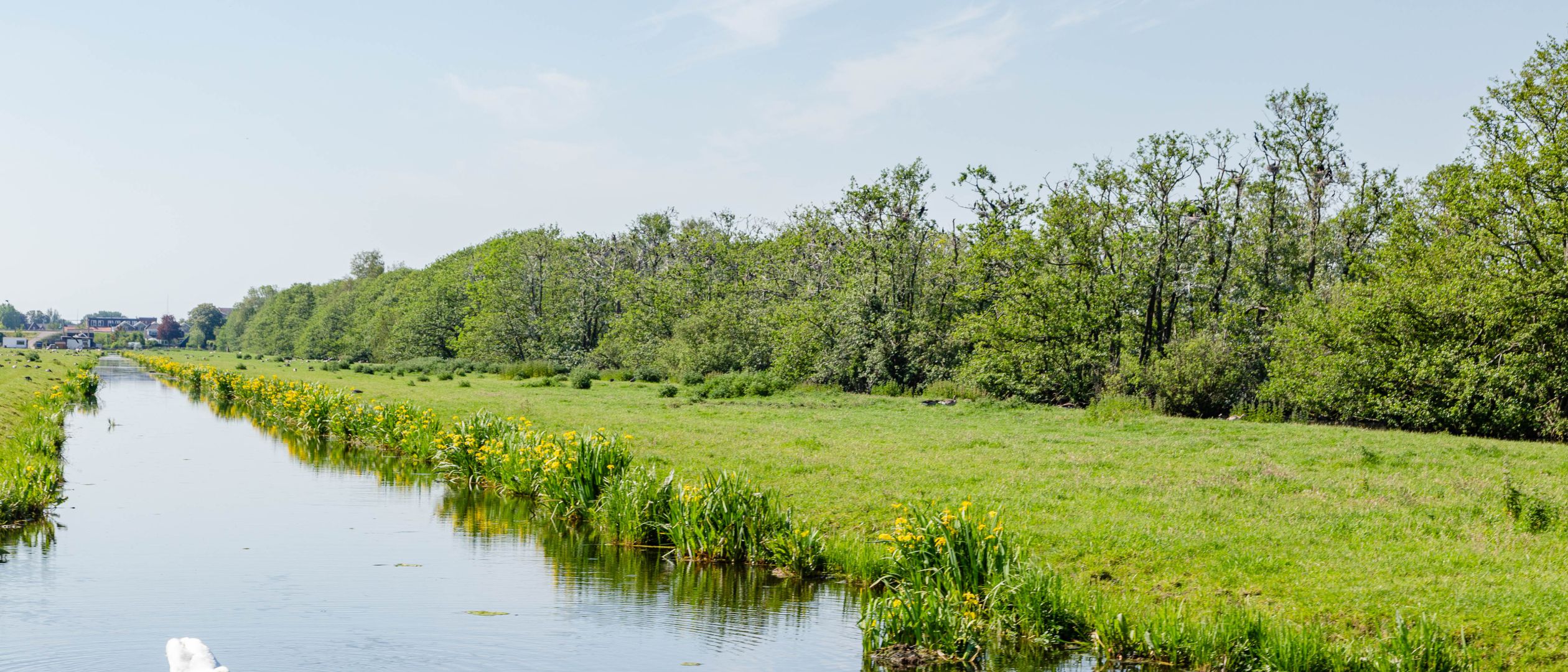 Veenweiden Krimpenerwaard