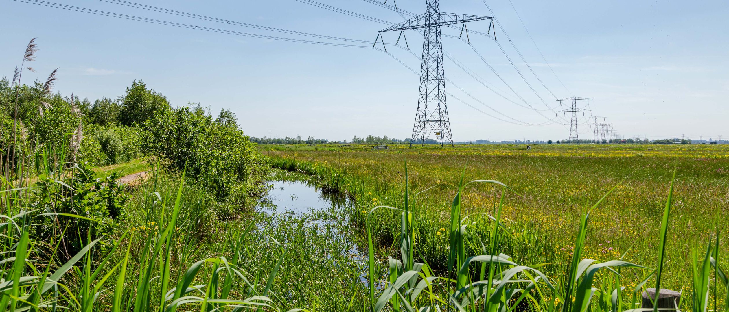 Veenweiden Krimpenerwaard