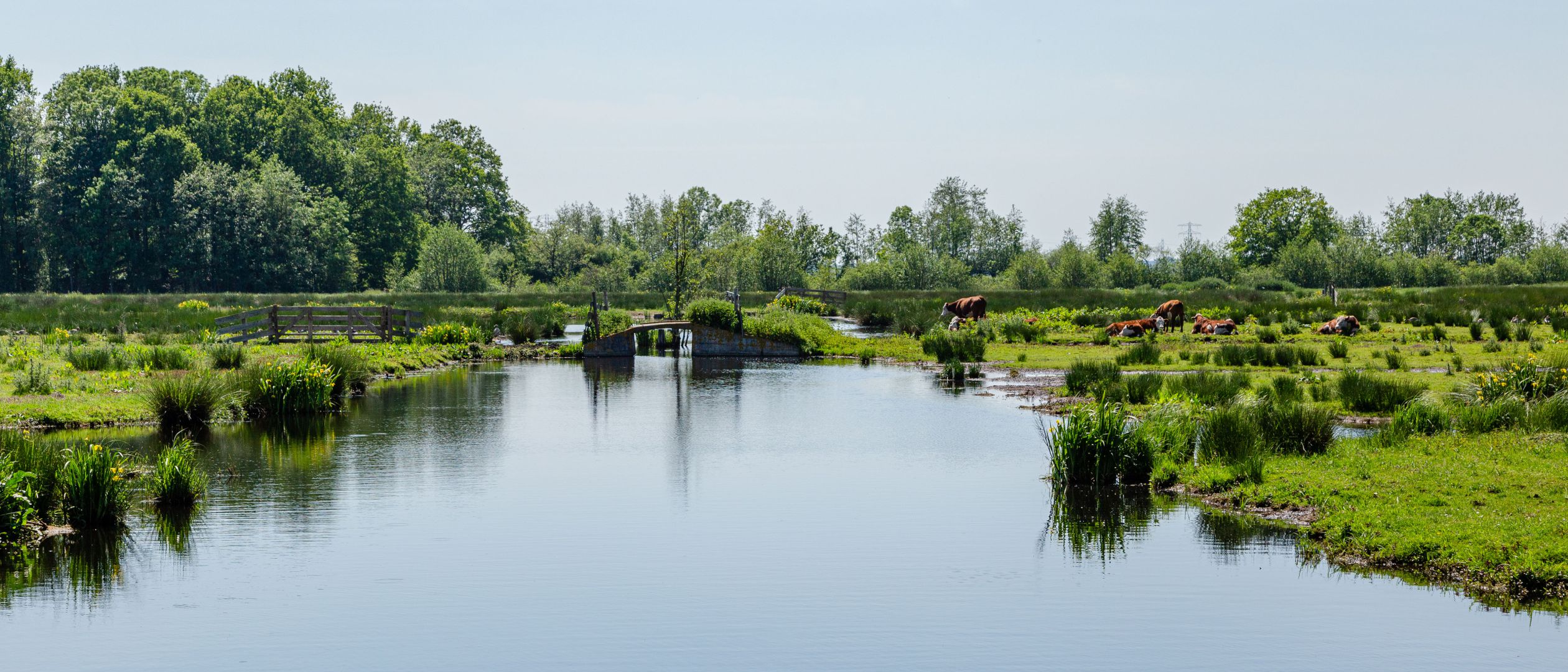 Veenweiden Krimpenerwaard